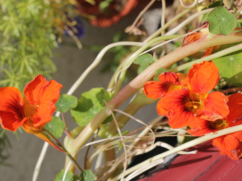 30.	Capuchinha (Tropaeolum majus)
Data da fotografia: 11/06/2018
Utilidade/ função na horta: É boa companhia para o rábano, os brócolos, os feijões, a alcachofra, o pepino, as abóboras, a batata, o tomate e o espargo.